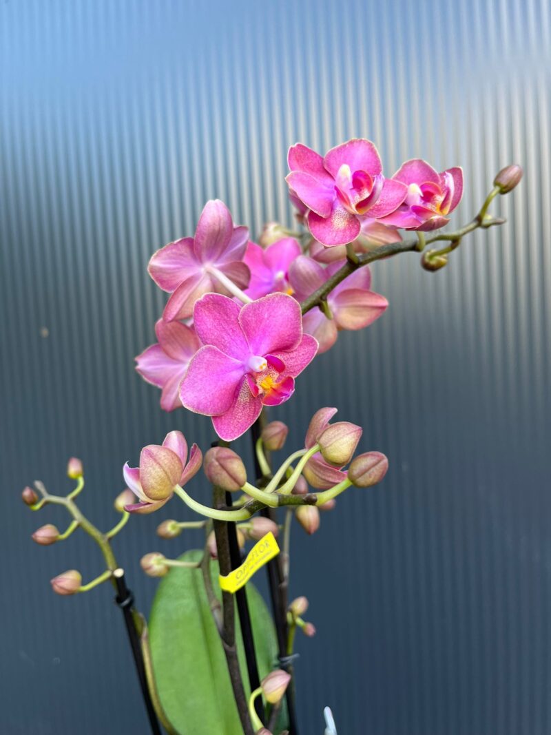 Phalaenopsis Aromio Floral | Storczyk Pachnący Phalaenopsis Aromio Floral | Storczyk Pachnący