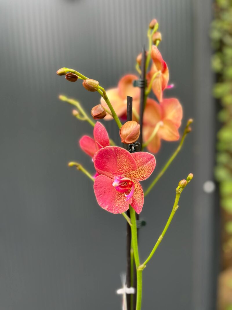 Phalaenopsis ‘Raoul’ I Storczyk Phalaenopsis ‘Raoul’ I Storczyk