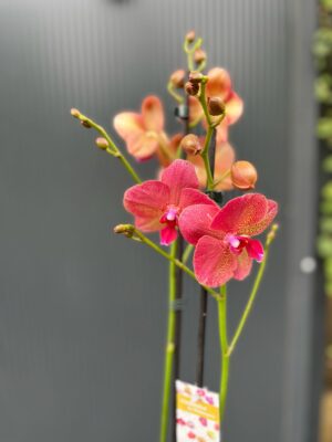 Phalaenopsis ‘Raoul’ I Storczyk