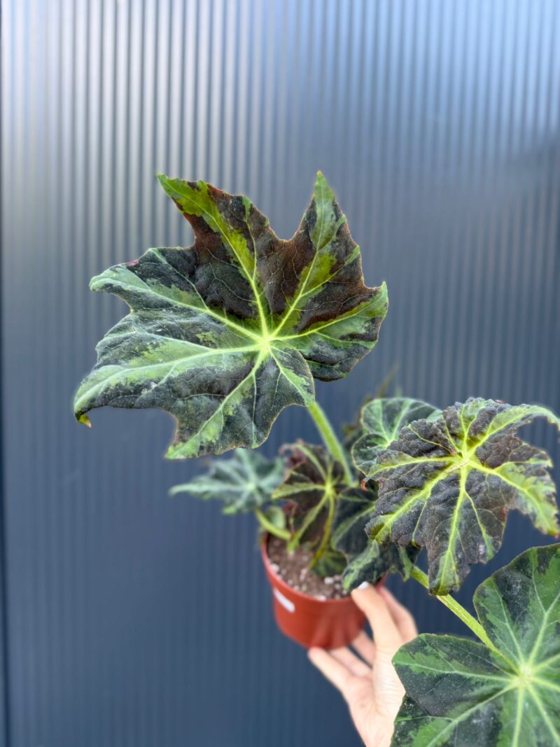 Begonia Gun Metal