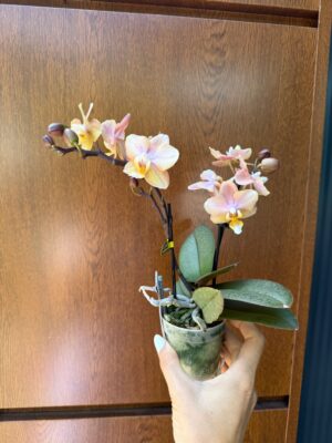 Phalaenopsis Aromio Honey | Stroczyk pachnący