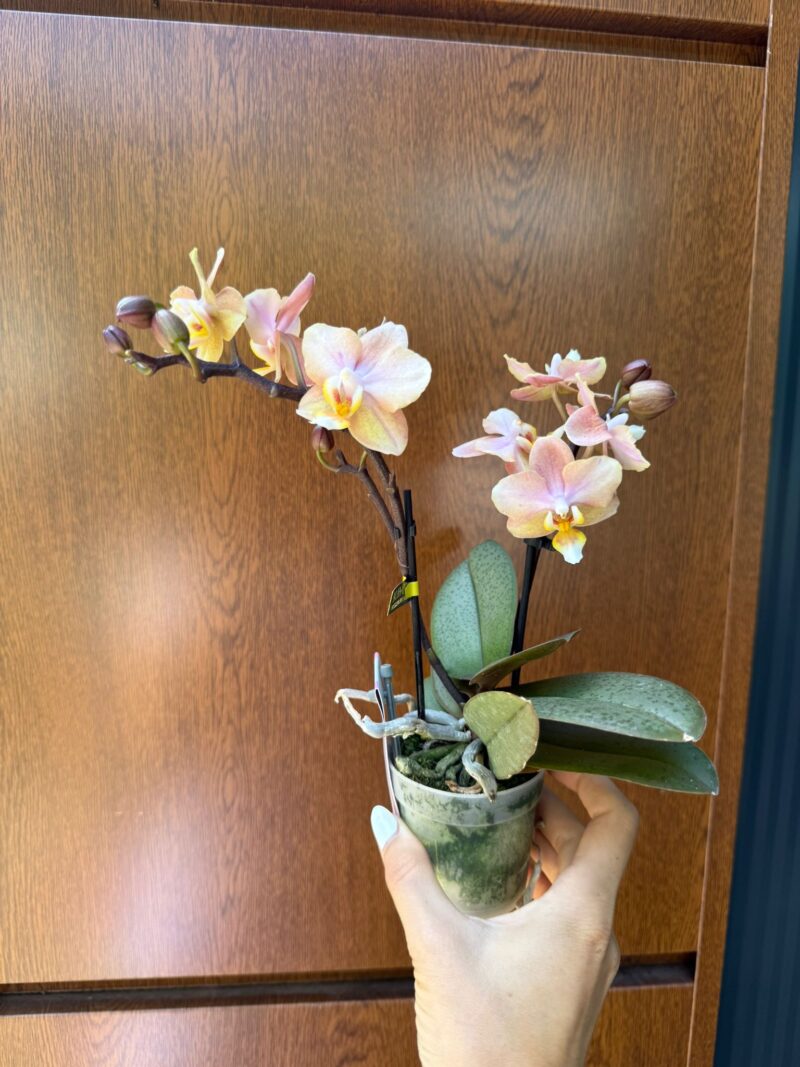 Phalaenopsis Aromio Honey | Stroczyk pachnący