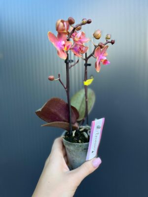Phalaenopsis Aromio Amber | storczyk pachnący