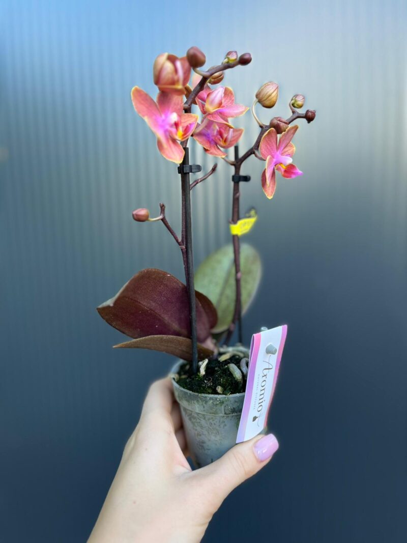 Phalaenopsis Aromio Amber | storczyk pachnący