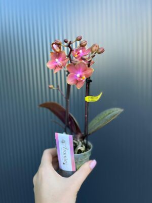 Phalaenopsis Aromio Amber | storczyk pachnący