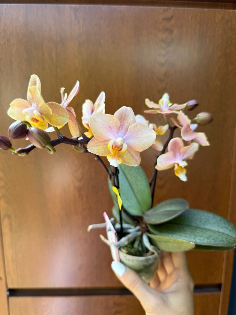 Phalaenopsis Aromio Honey | Stroczyk pachnący