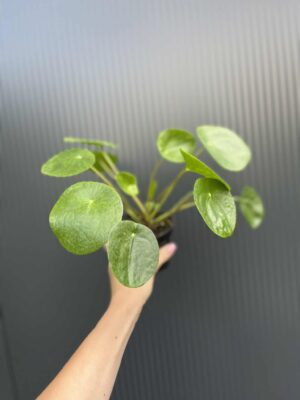 Pilea peperomiowata – Pieniążek