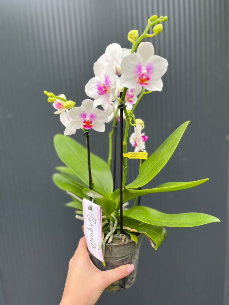 Phalaenopsis ‘Boquetto Passione’ Phalaenopsis ‘Boquetto Passione’