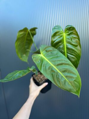Philodendron Esmeraldas Narrow