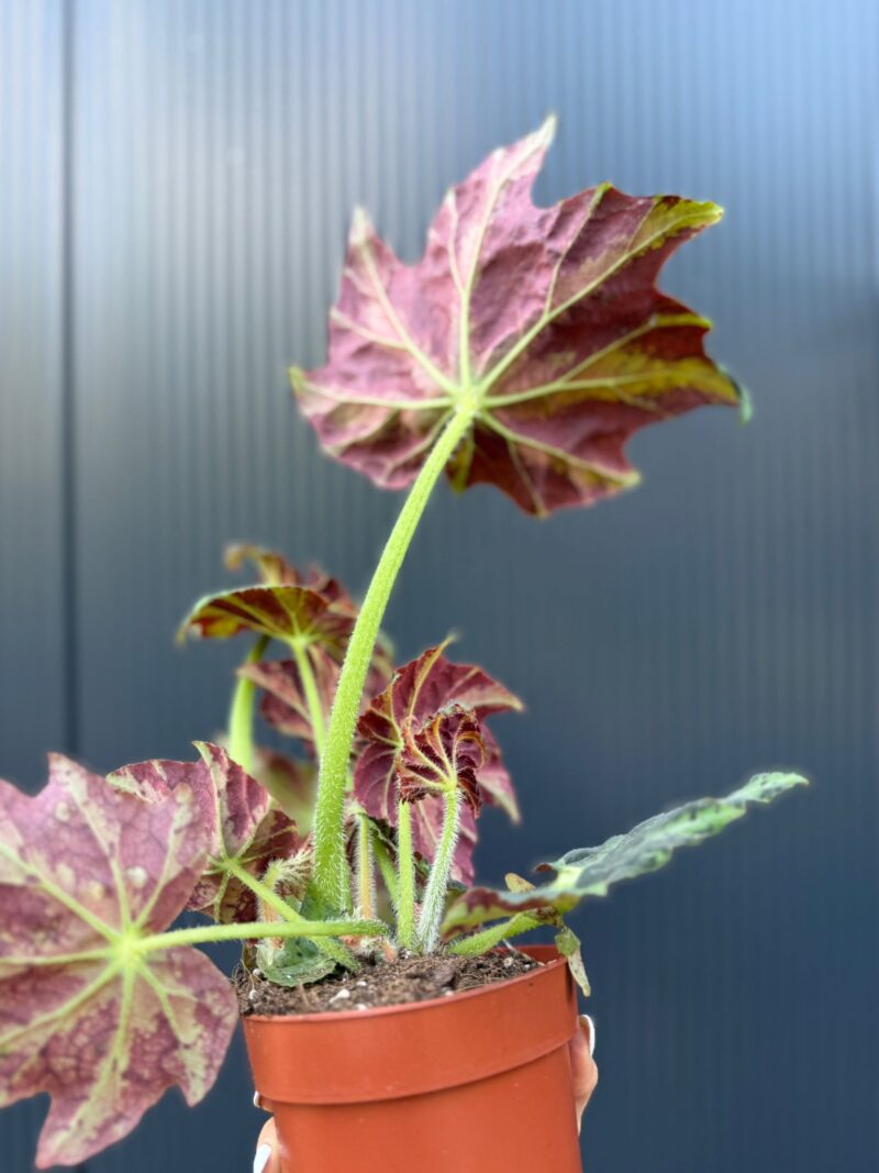 Begonia Gun Metal