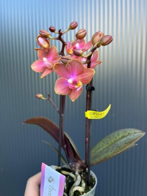Phalaenopsis Aromio Amber | storczyk pachnący