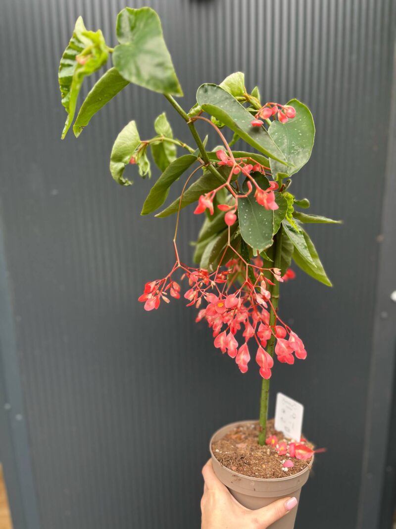 Begonia Tamaya Begonia Tamaya