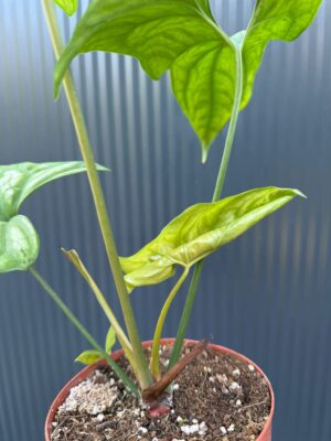 Cercestis mirabilis