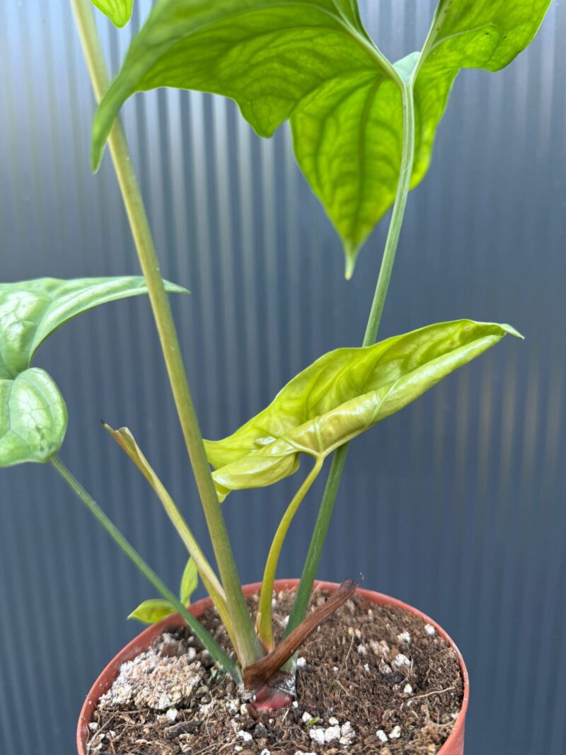 Cercestis mirabilis