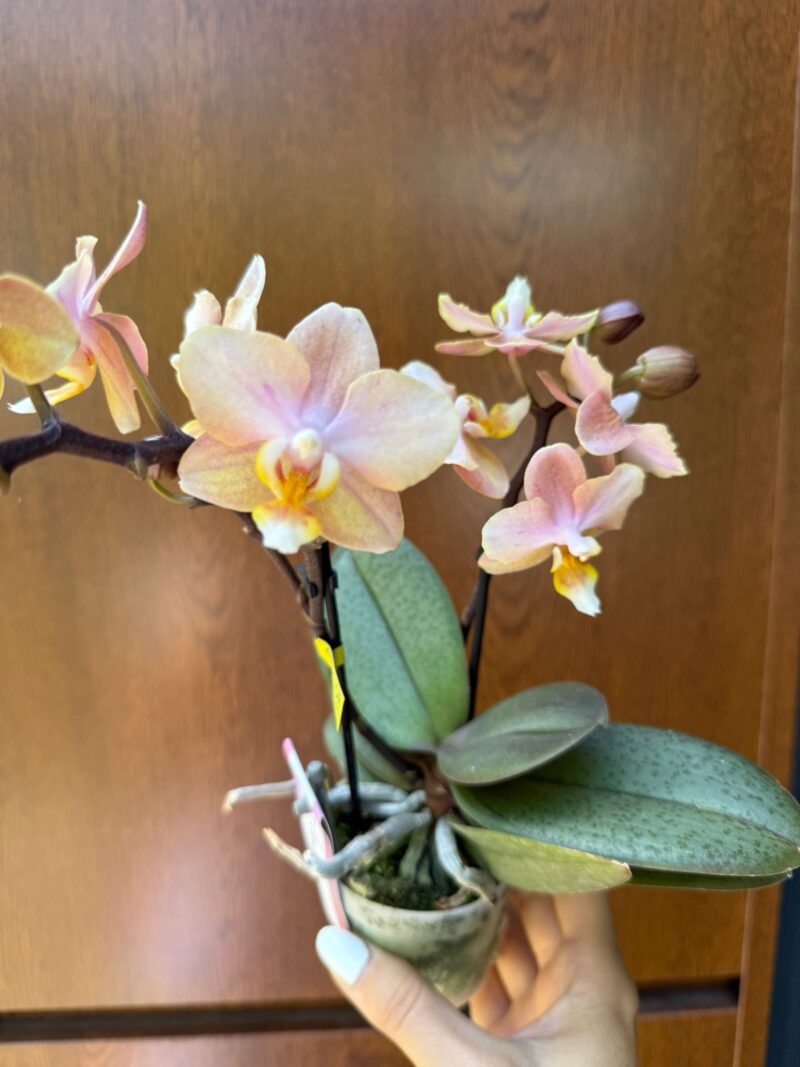 Phalaenopsis Aromio Honey | Stroczyk pachnący