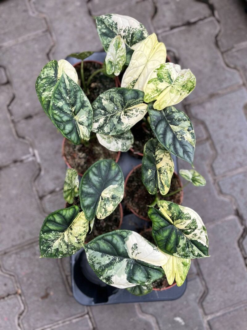 Alocasia Dragon Scale Variegata Alocasia Dragon Scale Variegata