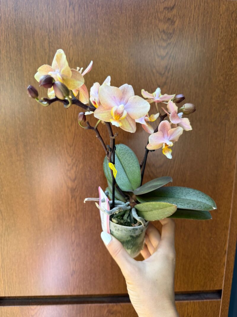 Phalaenopsis Aromio Honey | Stroczyk pachnący