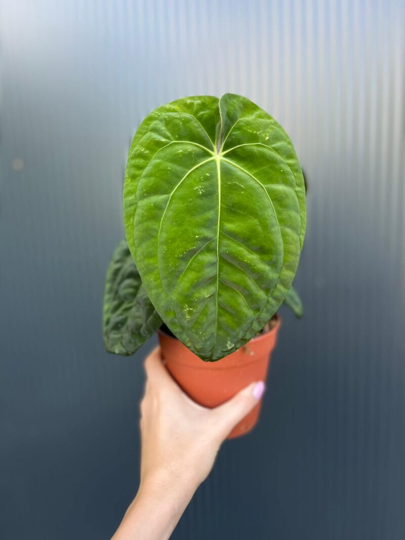 Anthurium Dark Phoenix Anthurium Dark Phoenix