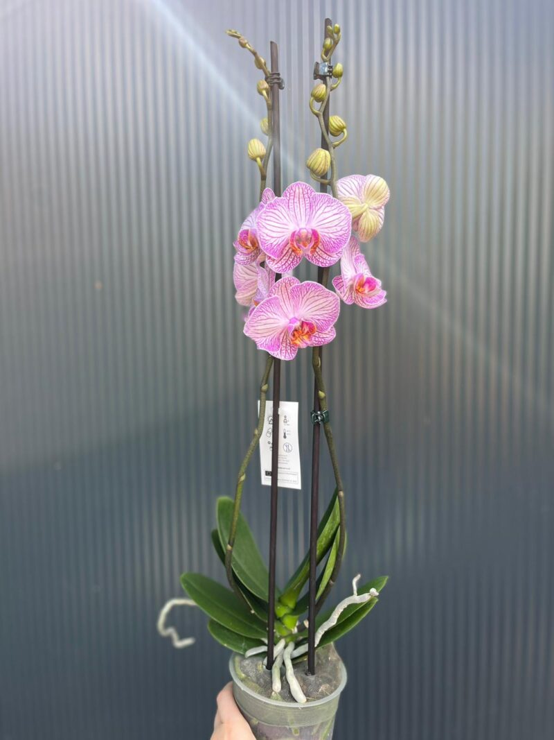 phalaenopsis tropic picotee | Storczyk przekwitnięty