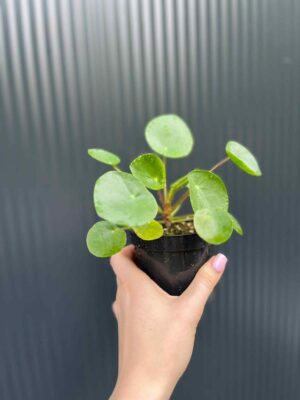 Pilea peperomiowata – Pieniążek