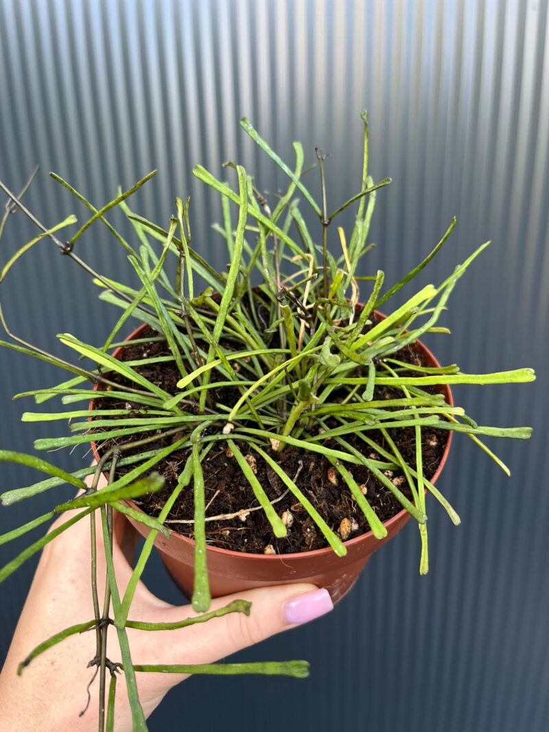 Hoya Retusa | Hoja