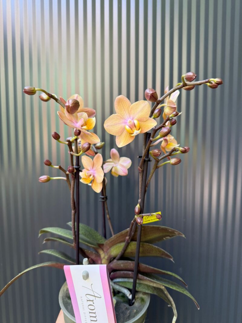 Phalaenopsis Aromio Powdery | Storczyk Pachnący Phalaenopsis Aromio Powdery | Storczyk Pachnący