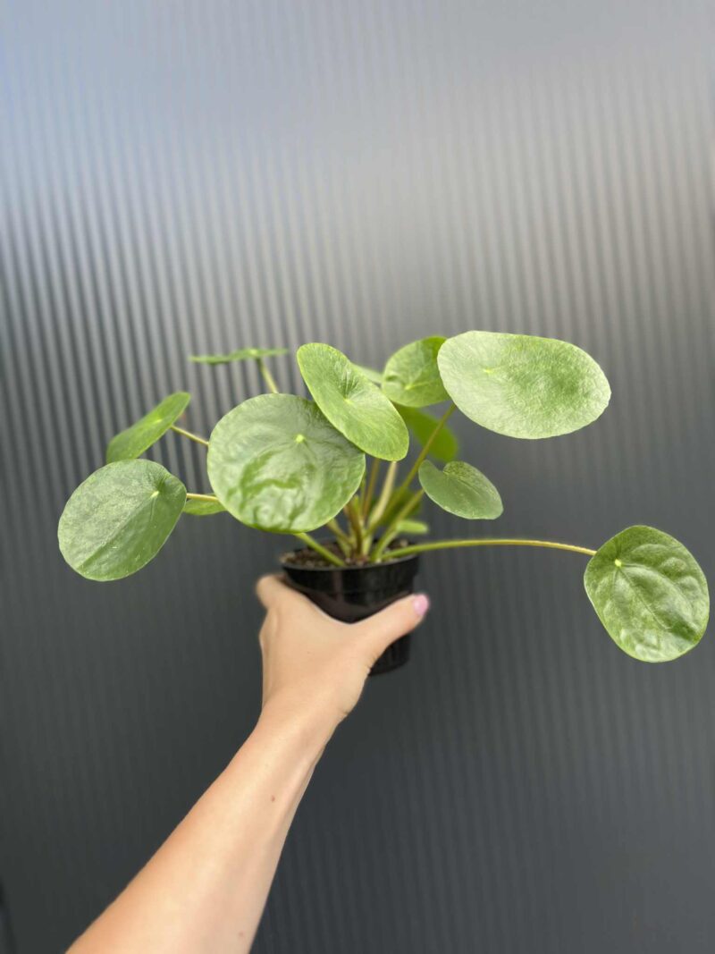 Pilea peperomiowata – Pieniążek