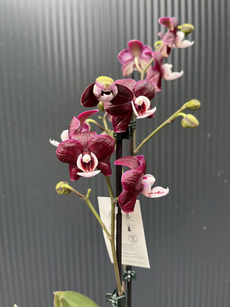 Phalaenopsis ‘Black Widow’ I Storczyk Phalaenopsis ‘Black Widow’ I Storczyk