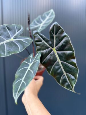 Alocasia Longiloba Purple Vein