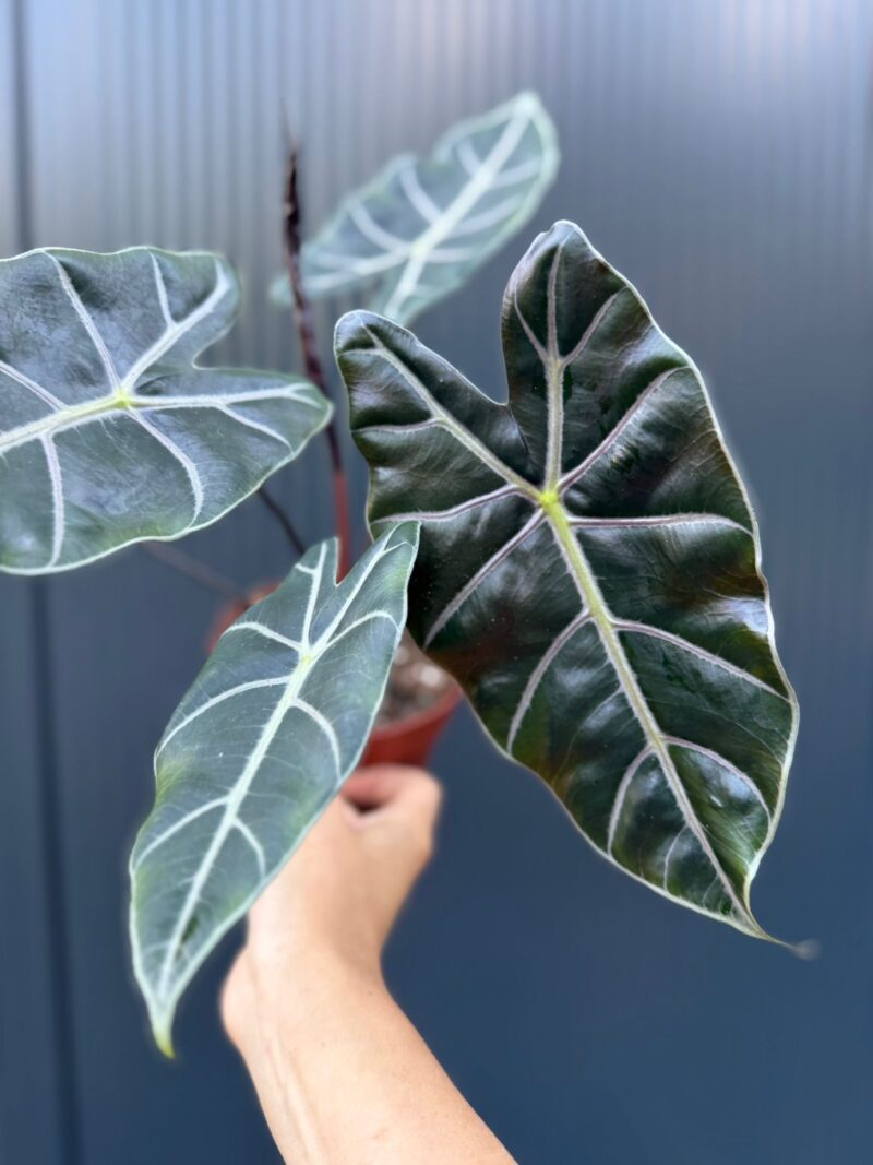 Alocasia Longiloba Purple Vein