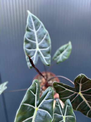 Alocasia Longiloba Purple Vein