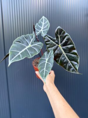 Alocasia Longiloba Purple Vein