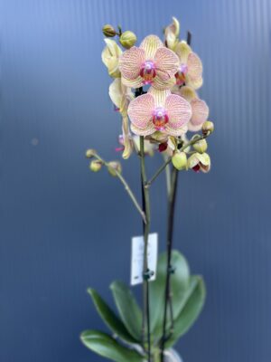 Phalaenopsis Long Apollo | Storczyk