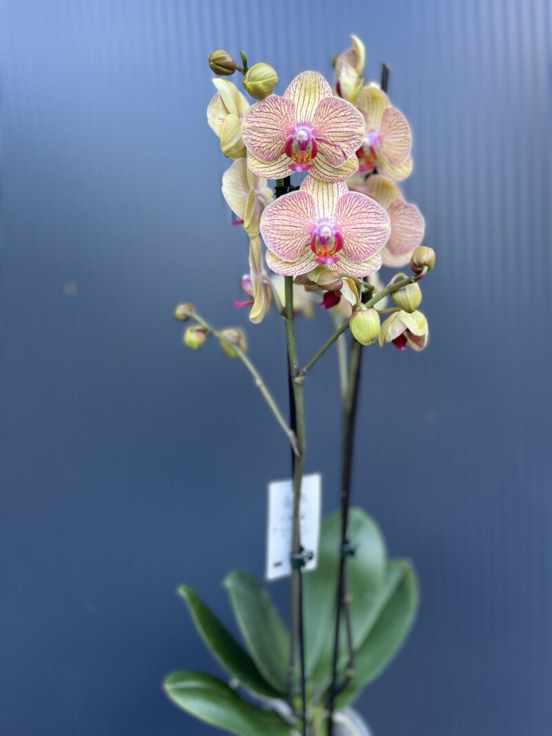 Phalaenopsis Long Apollo | Storczyk