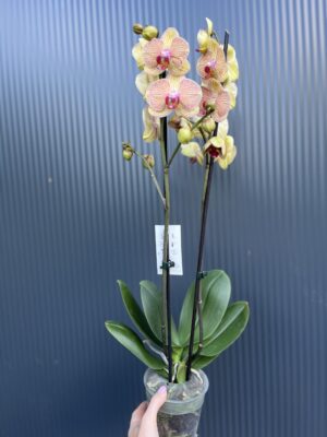Phalaenopsis Long Apollo | Storczyk