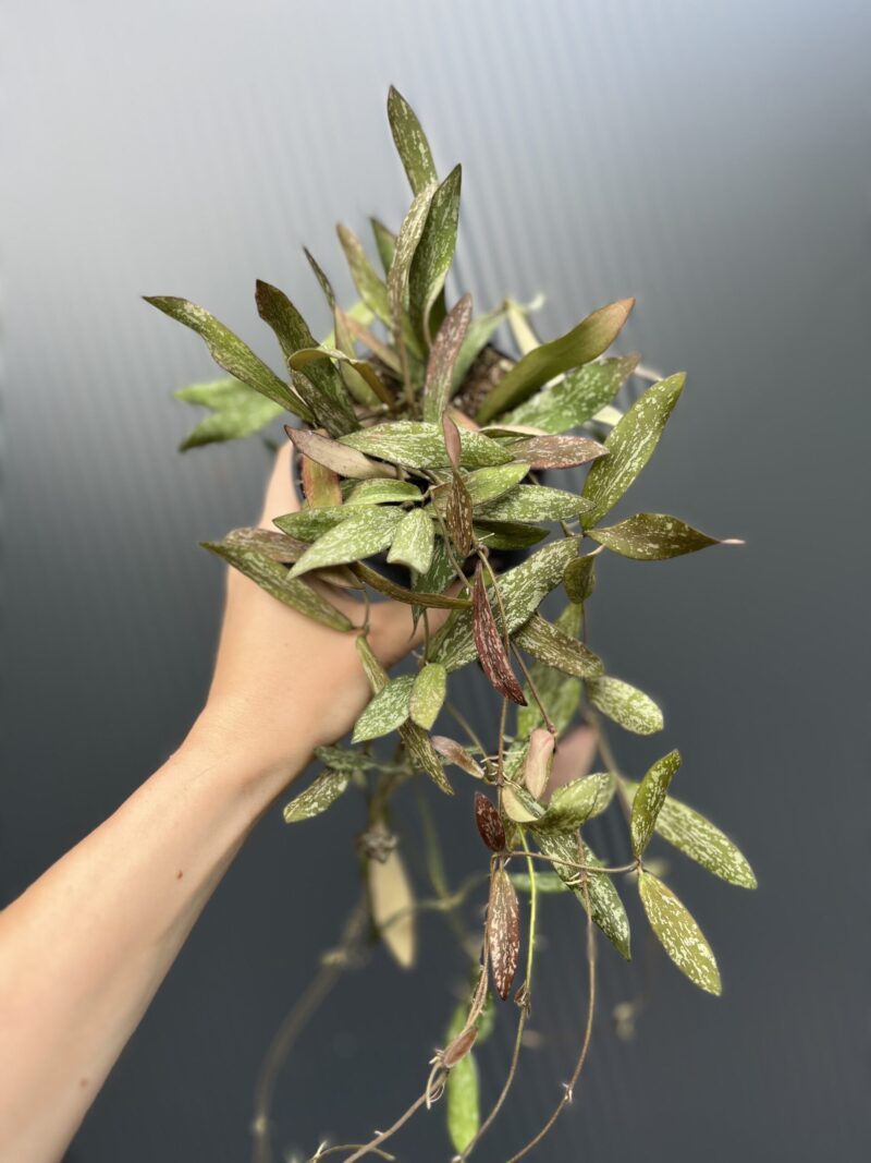 Hoya Sigillatis