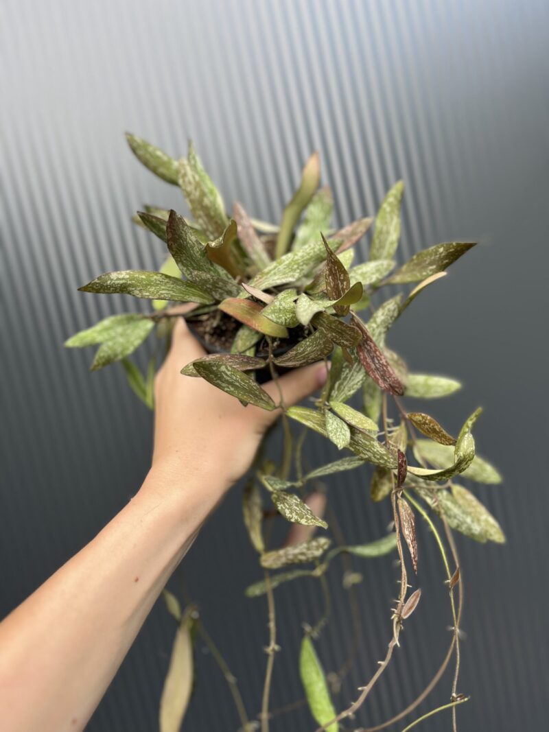 Hoya Sigillatis
