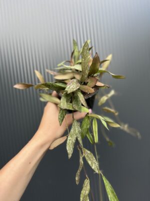 Hoya Sigillatis