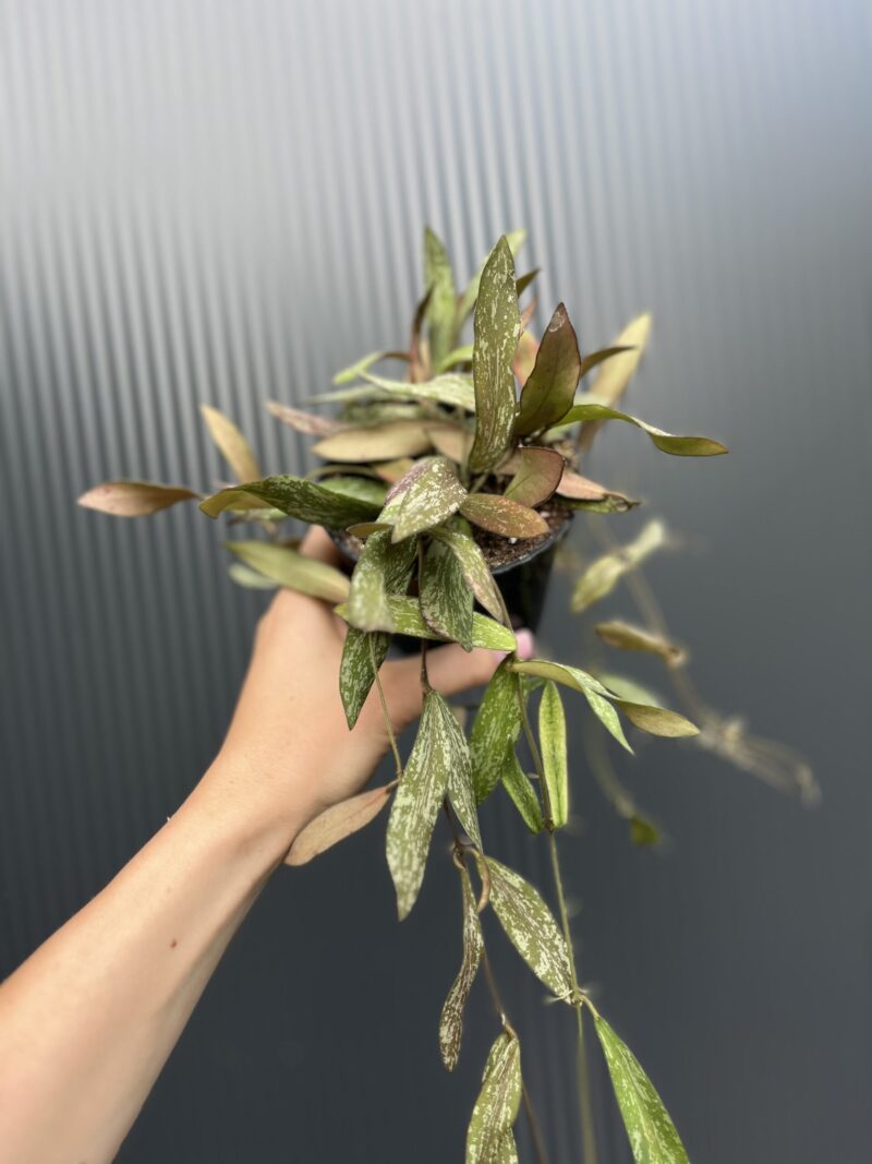 Hoya Sigillatis