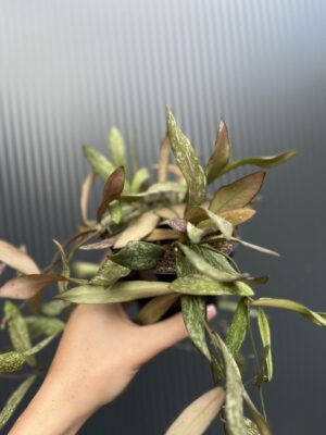 Hoya Sigillatis