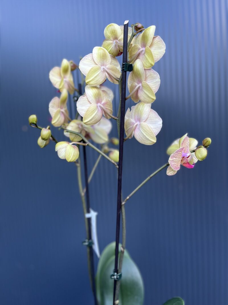 Phalaenopsis Long Apollo | Storczyk