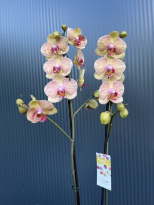 Phalaenopsis Long Apollo | Storczyk