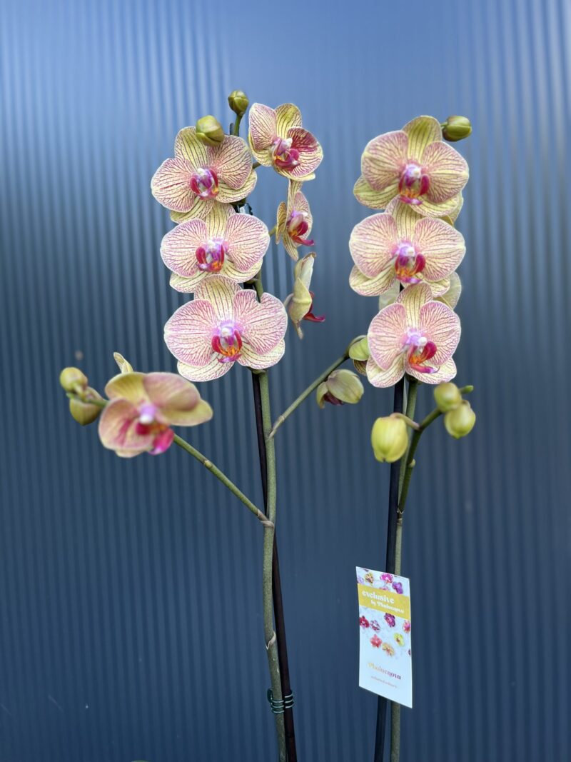 Phalaenopsis Long Apollo | Storczyk