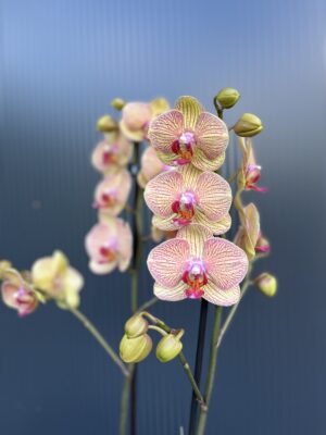 Phalaenopsis Long Apollo | Storczyk