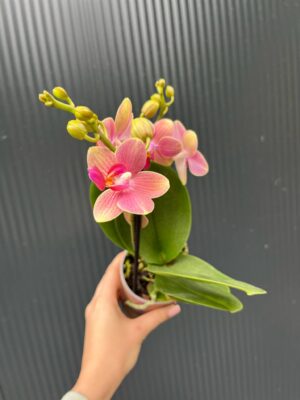 Phalaenopsis ‘Summer Song’ | Storczyk