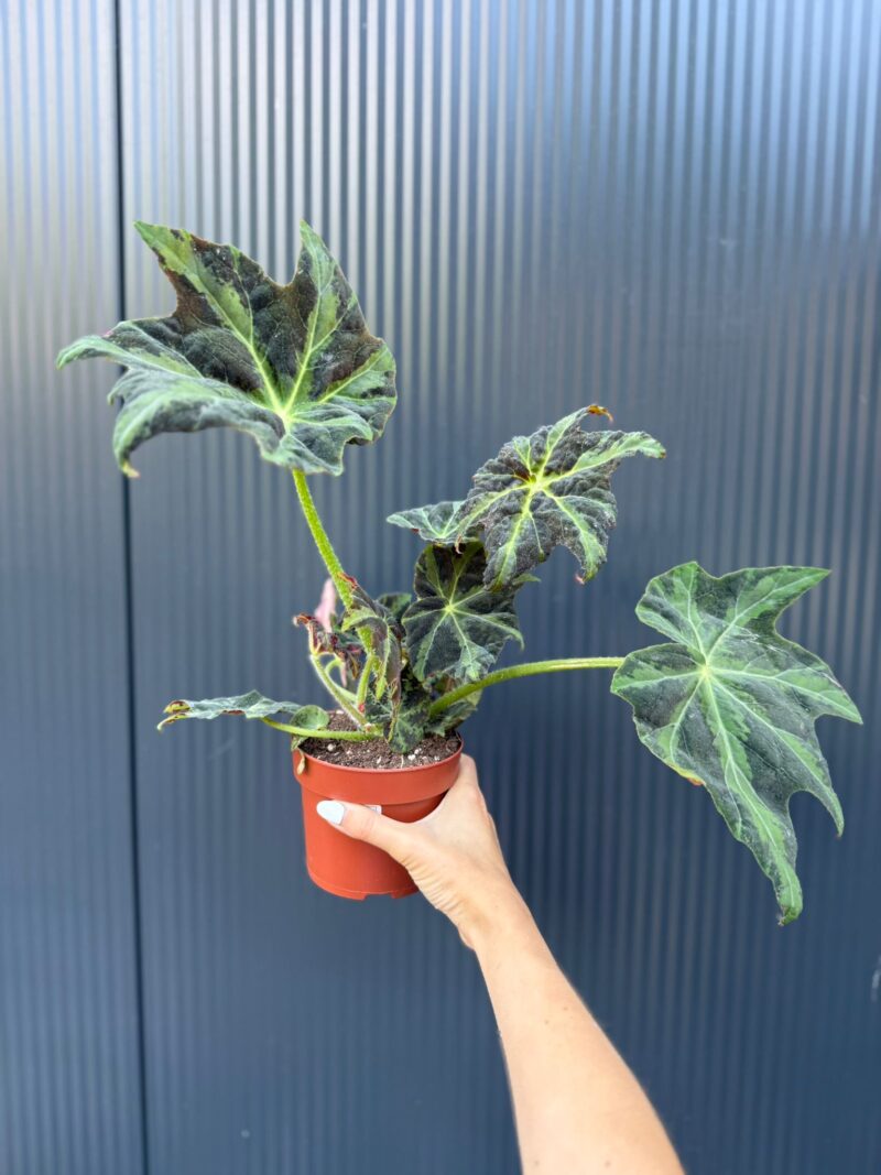 Begonia Gun Metal