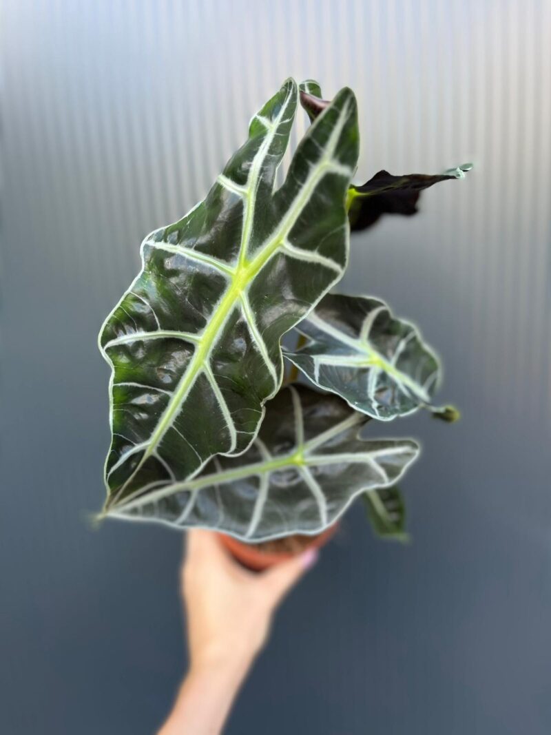 Alocasia Polly Alocasia Polly