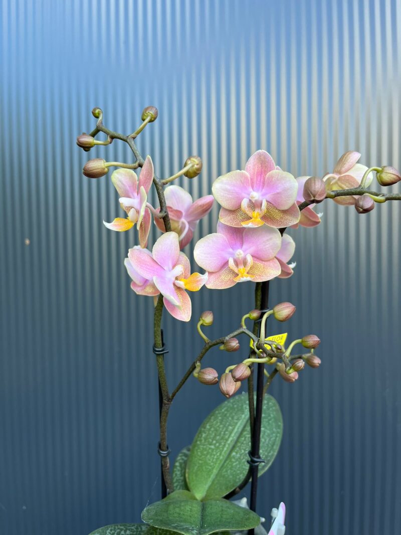 Phalaenopsis Aromio Oriental | Storczyk pachnący Phalaenopsis Aromio Oriental | Storczyk pachnący