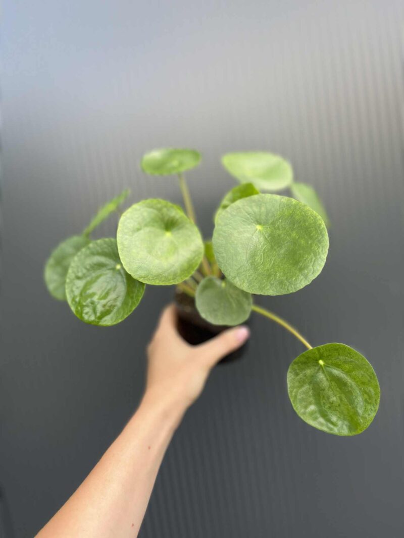 Pilea peperomiowata – Pieniążek