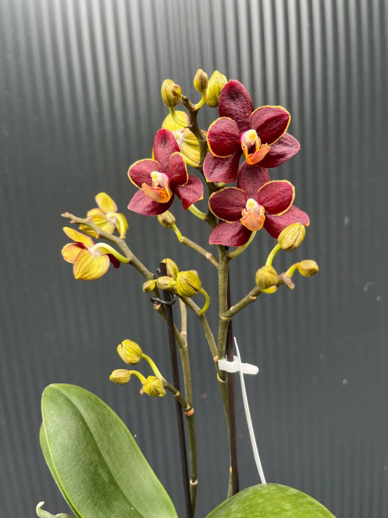 Phalaenopsis Sunrise Red Peoker ‘Esmee’ I Storczyk Phalaenopsis Sunrise Red Peoker ‘Esmee’ I Storczyk